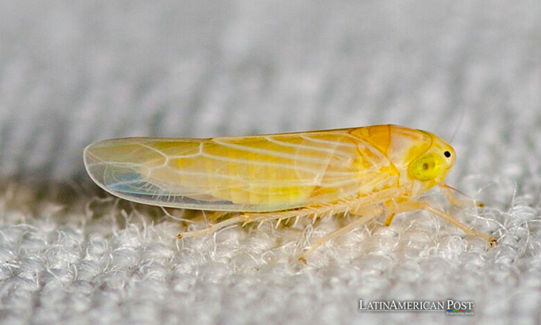 Corn Leafhopper (Dalbulus maidis)