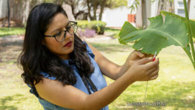 La científica mexicana Laura Xóchitl Cruz experimenta con unas plantas, el 21 de junio de 2024, en la ciudad de Querétaro (México)