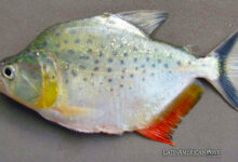 New Piranha Species Discovery in Bolivia Highlights Biodiversity Research