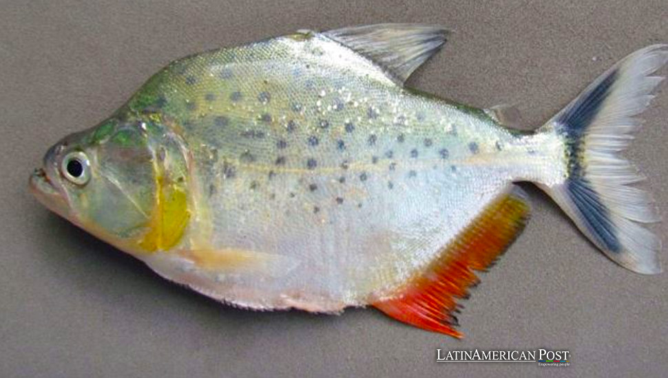 New Piranha Species Discovery in Bolivia Highlights Biodiversity Research