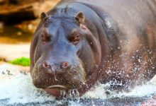 Colombian Rivers Host Hippopotamus Invasion from Drug Lord’s Legacy