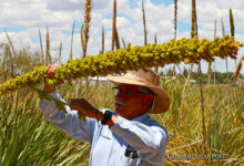 El profesor José Luis Palma, trabaja en los cultivos de sotol de la Facultad de Ciencias Agrícolas y Forestales de la Universidad Autónoma de Chihuahua (UACH), en el municipio de Delicias, en Chihuahua (México)