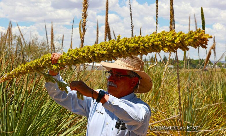 Sotol Surpasses Tequila as the New Mexican Spirit Sensation