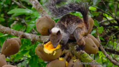 Black-Coated Squirrels Discovered in Ecuador’s Andean Regions