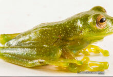 New Species of Glass Frog Discovered in Ecuador