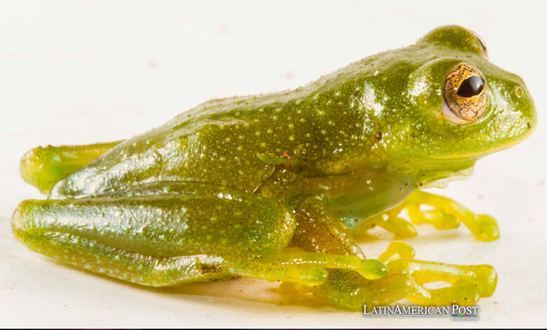 New Species of Glass Frog Discovered in Ecuador