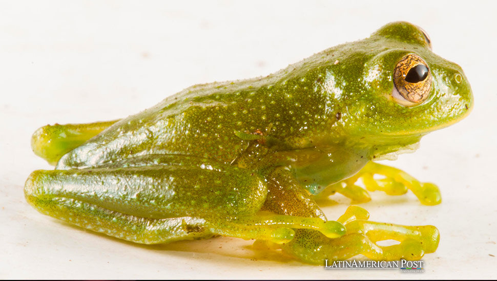 New Species of Glass Frog Discovered in Ecuador