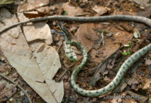 Escurridizo depredador descubierto en los densos bosques de Bolivia