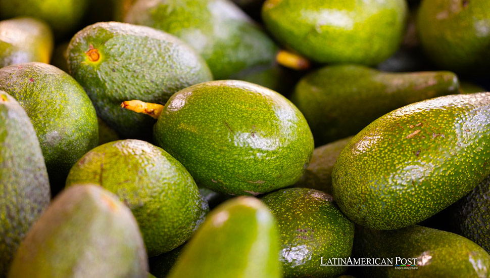 The Avocado Mafia’s Grip on Mexico’s Lucrative Industry