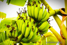 Drug Trade and the Banana Business in Latin America