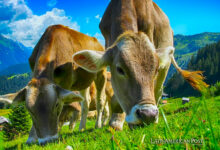 Esfuerzos colaborativos para combatir el gusano barrenador del ganado en América Latina