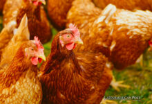 Brazil Halts Poultry Exports After Newcastle Disease Outbreak