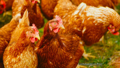 Brazil Halts Poultry Exports After Newcastle Disease Outbreak