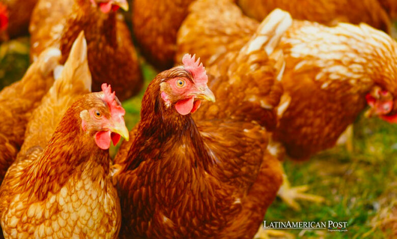 Brazil Halts Poultry Exports After Newcastle Disease Outbreak