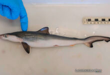 Encuentran tiburones intoxicados con cocaína en aguas de Brasil