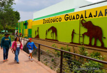 Dentro del Hospital Veterinario Transparente del Zoológico de Guadalajara, México