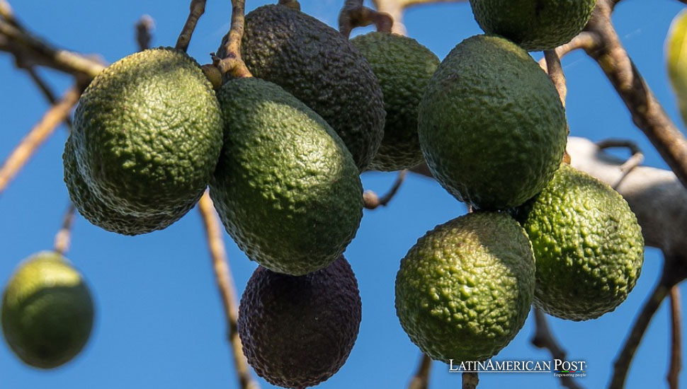 Costa Rica y Colombia impulsan cultivo sostenible de café y aguacate