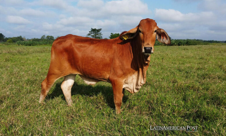 China y Brasil colaboran para mejorar la producción sostenible de carne vacuna