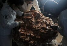 Discovery of Ancient Dinosaur Fossil in Brazil Sparks Scientific Excitement