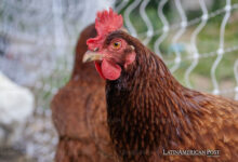 Preocupaciones por la gripe aviar en la agricultura intensiva: los desafíos de bioseguridad de América Latina