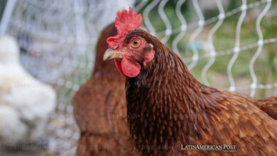 Preocupaciones por la gripe aviar en la agricultura intensiva: los desafíos de bioseguridad de América Latina