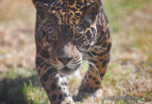 Ecuadorian Community Protects Jaguar Biodiversity and Promotes Conservation