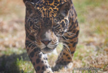 Comunidad ecuatoriana protege biodiversidad del jaguar y promueve conservación