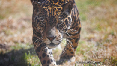 Ecuadorian Community Protects Jaguar Biodiversity and Promotes Conservation