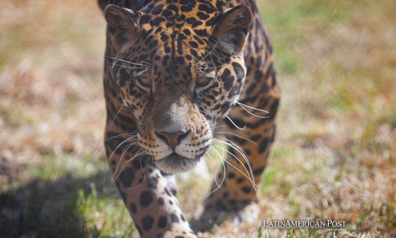 Fotografía de archivo del 9 de diciembre de 2021 de un ejemplar de jaguar (panthera onca) caminando en el Santuario Reino Animal, en Oxtotipac Otumba (México).