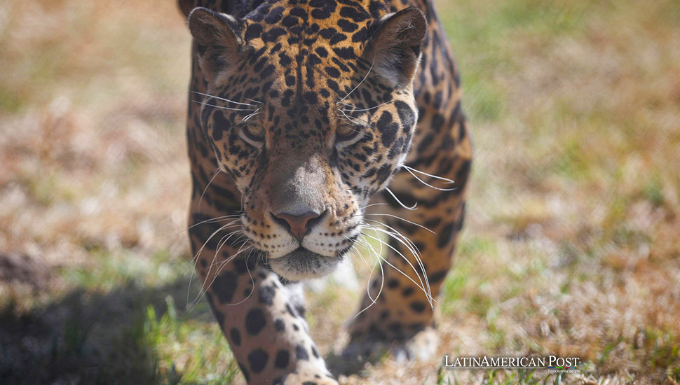 Ecuadorian Community Protects Jaguar Biodiversity and Promotes Conservation