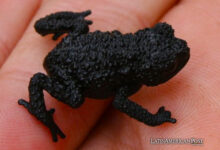 Expedition Leads to Discovery of New Frog Species on Venezuela’s Angasima-tepui