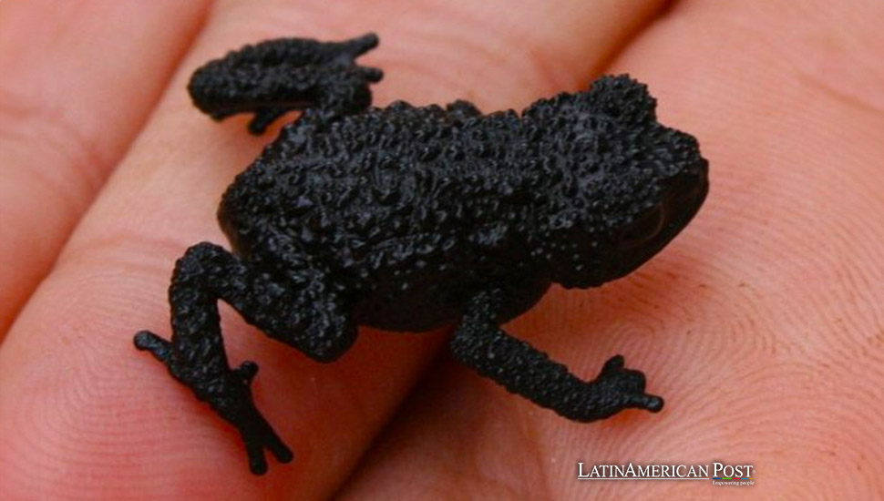 Expedition Leads to Discovery of New Frog Species on Venezuela’s Angasima-tepui