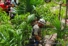 Mexico’s Sacred Ceiba of Xocén Falls into the Abyss