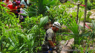 Mexico’s Sacred Ceiba of Xocén Falls into the Abyss