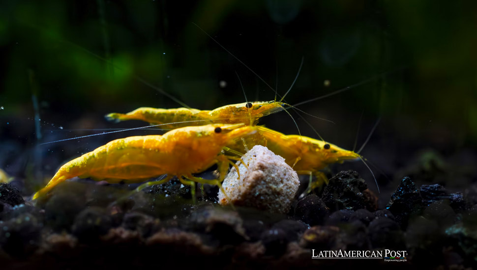 Bolivia’s Inland Aquaculture Revolution: Shrimp Farming Without a Coast