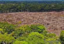 Brazil Has Lost a Third of its Natural Areas