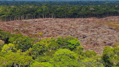 Brazil Has Lost a Third of its Natural Areas