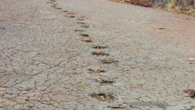 Dinosaur footprints