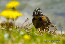 Exploring Birdwatching Paradises Across Latin America’s Rich Landscapes