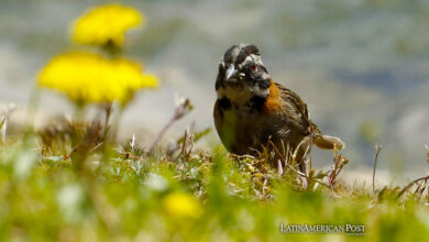 Exploring Birdwatching Paradises Across Latin America’s Rich Landscapes