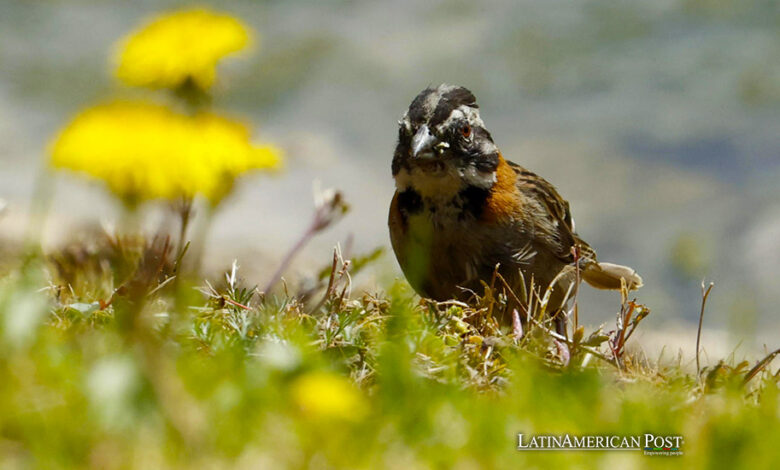 Fotografía del 20 de agosto de 2024 de un pájaro copetón (Zonotrichia capensis) en un humedal artificial en medio de un cultivo de flores, en Nemocón (Colombia).