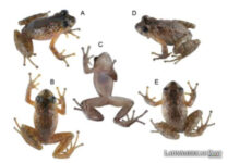 One Hundred Years of Solitude: Rediscovering Ecuador’s Lost Frog