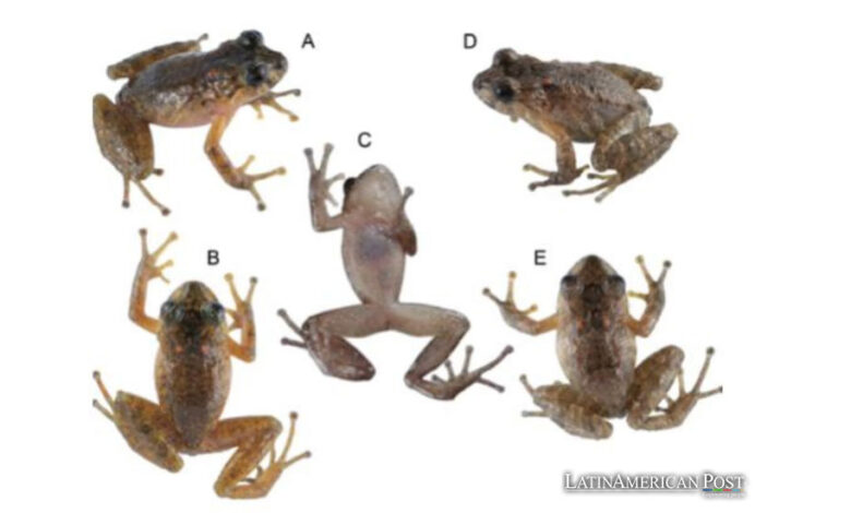 One Hundred Years of Solitude: Rediscovering Ecuador’s Lost Frog