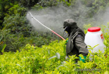 Colombia’s Farmers and the Coca Dilemma of Nothing to Replace the Crop