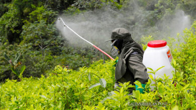 Colombia’s Farmers and the Coca Dilemma of Nothing to Replace the Crop