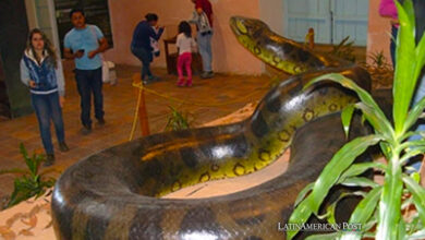 Cómo una empresa minera colombiana descubrió la serpiente más grande de la historia