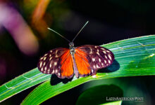 Cuba, Ecuador, Costa Rica, and Colombia: Leading Biodiversity Finance in Latin America