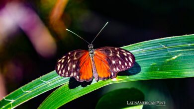 Cuba, Ecuador, Costa Rica y Colombia: líderes en financiación de la biodiversidad en América Latina