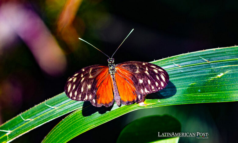 Mariposa