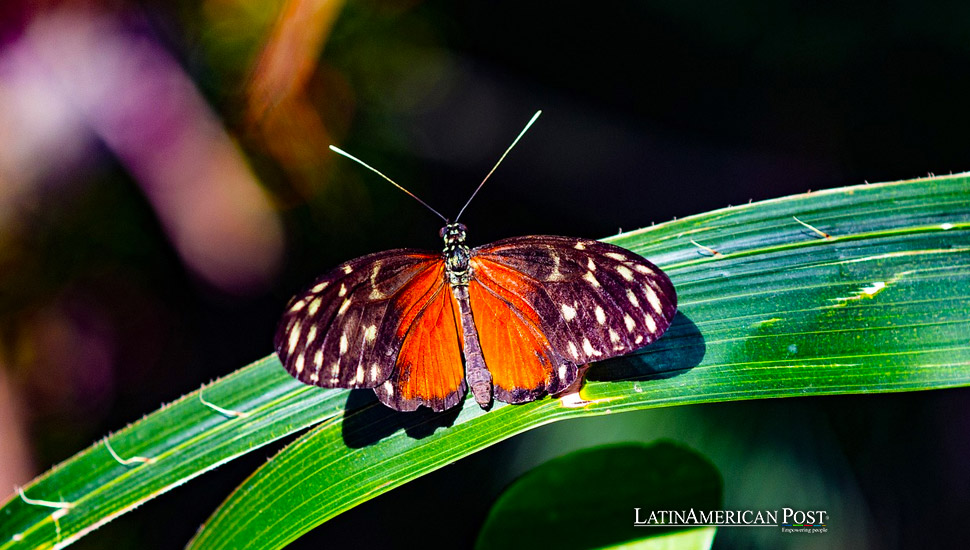 Cuba, Ecuador, Costa Rica, and Colombia: Leading Biodiversity Finance in Latin America